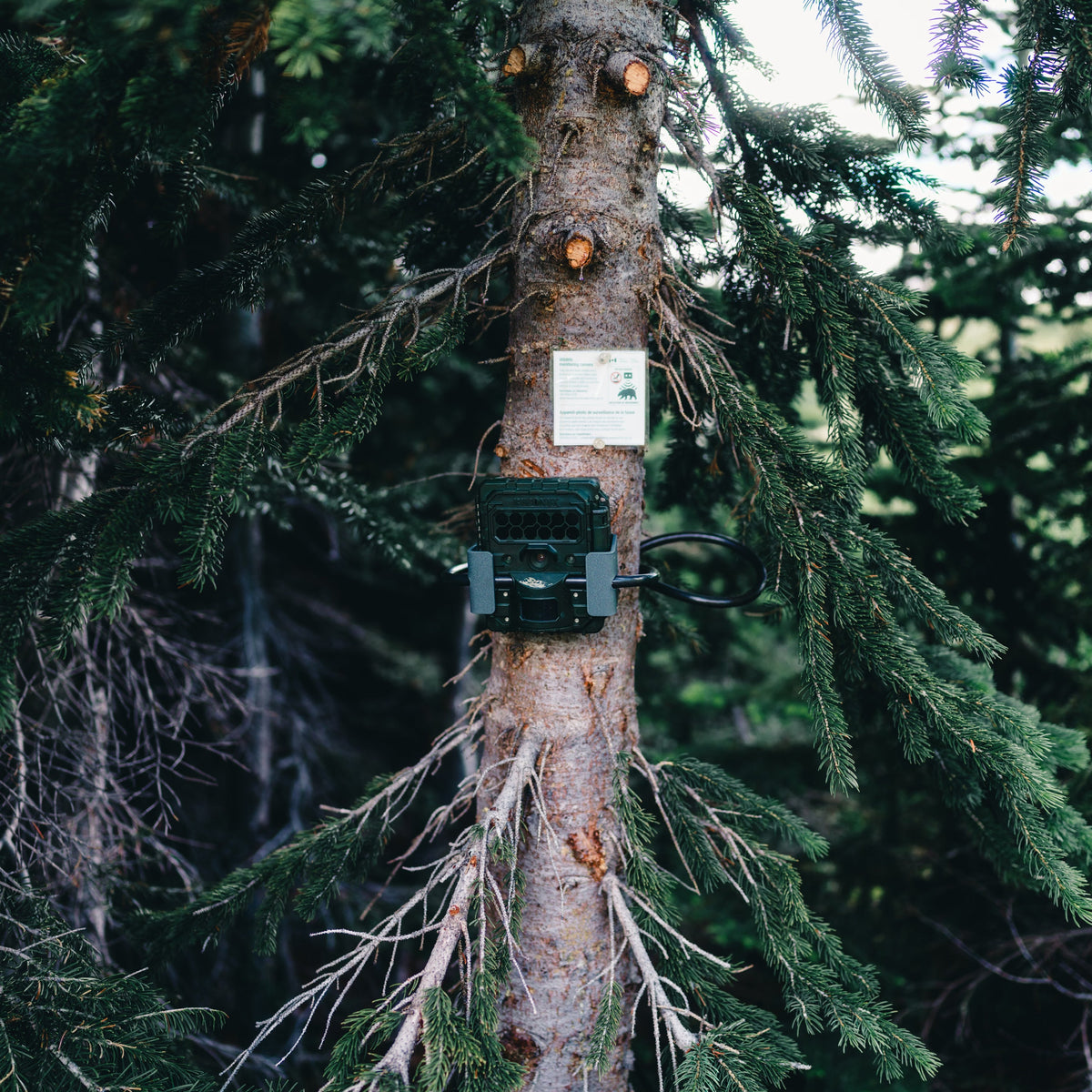 Trail Camera