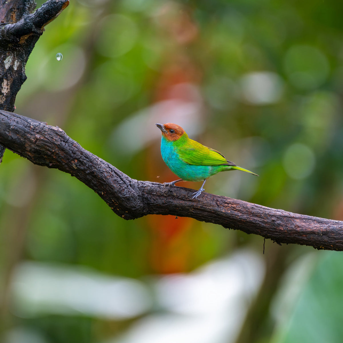 Bird