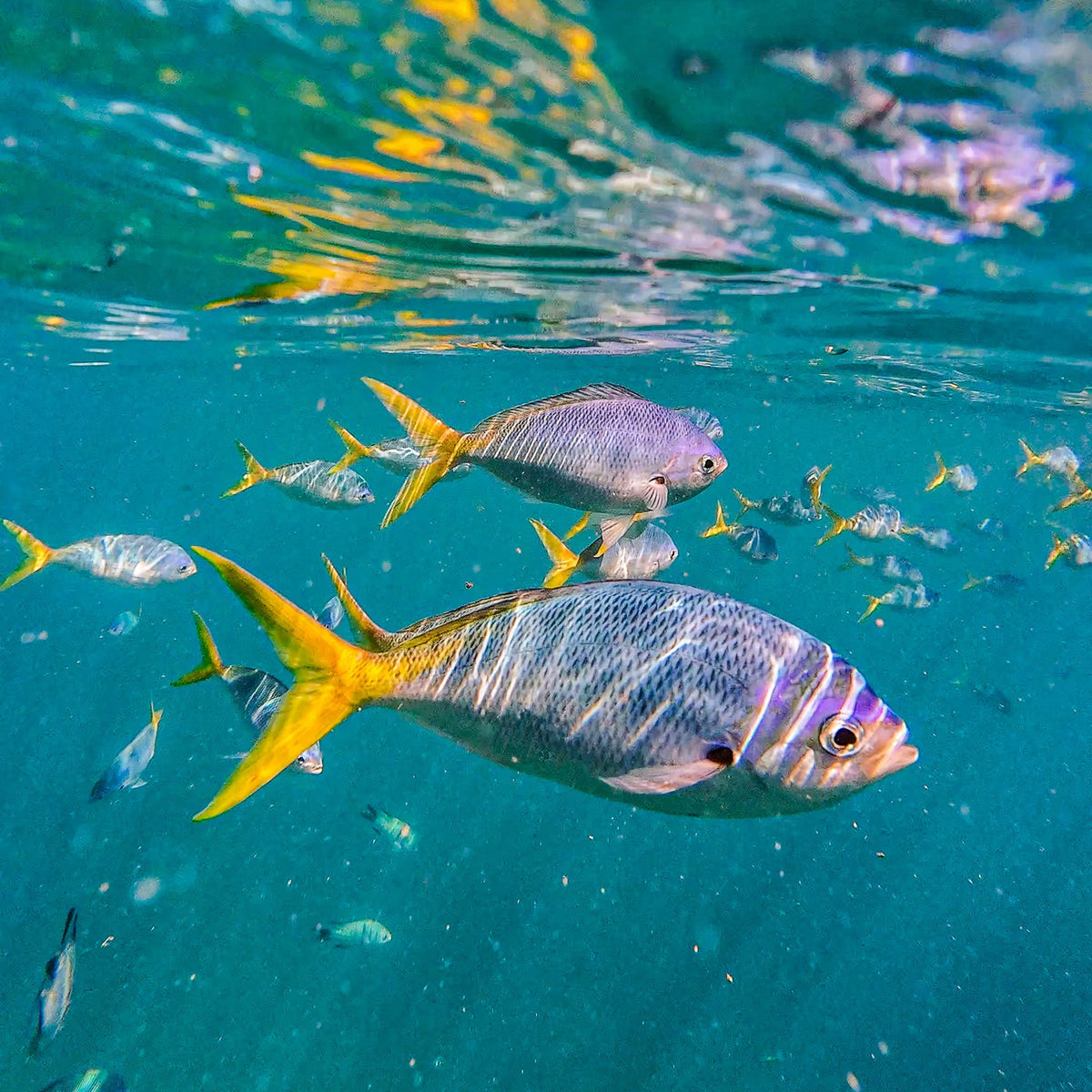 Fish
